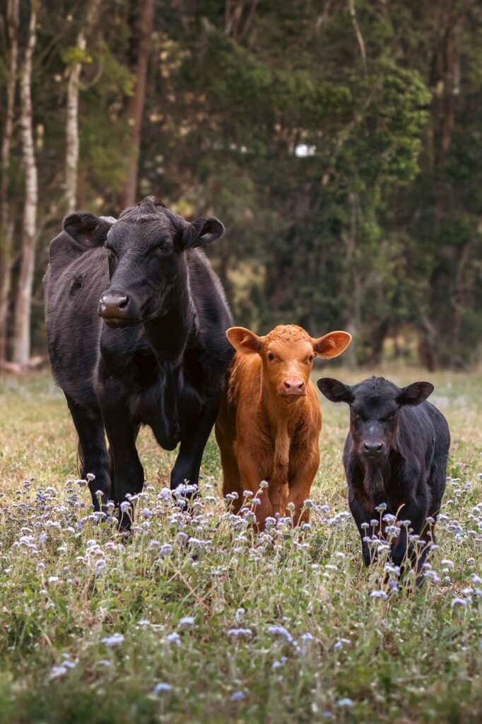 cows, flower wallpaper, beautiful flowers, cattle, bull, calves, nature, flower background, animals, mammals, livestock, flowers, meadow